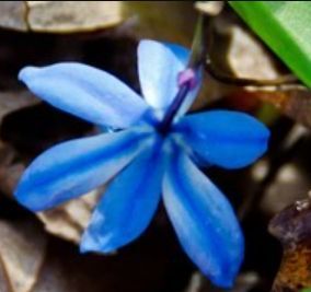 Blue Flower